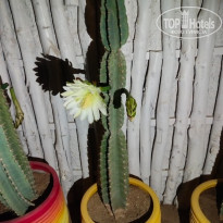 фото из отзыва ID 2656371