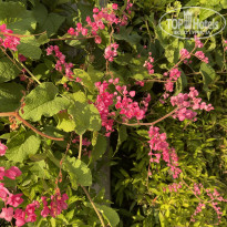 фото из отзыва ID 2664512