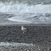 фото из отзыва ID 2664695