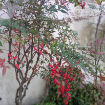 фото из отзыва ID 2664695