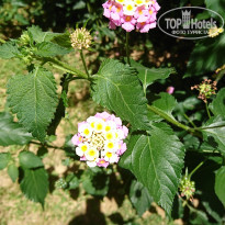 фото из отзыва ID 2668421