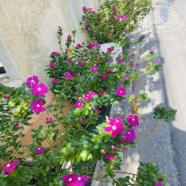 фото из отзыва ID 2669237