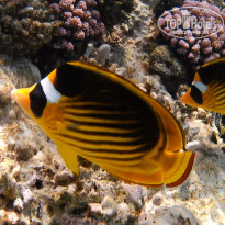 фото из отзыва ID 2669918