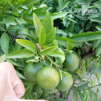 фото из отзыва ID 2672710