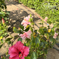 фото из отзыва ID 2675630