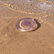 фото из отзыва ID 2677297