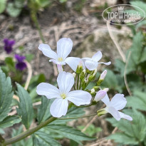 фото из отзыва ID 2677565