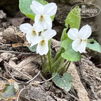 фото из отзыва ID 2677565
