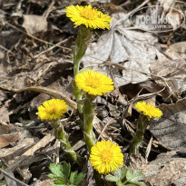 фото из отзыва ID 2677565