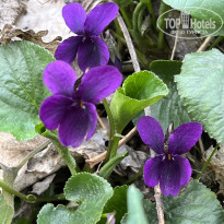 фото из отзыва ID 2677565