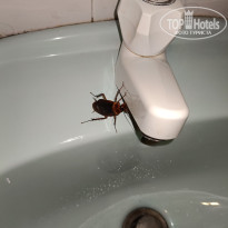 фото из отзыва ID 2680320