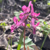 фото из отзыва ID 2680734