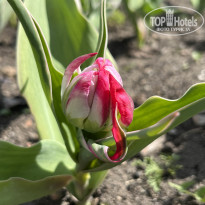 фото из отзыва ID 2680734