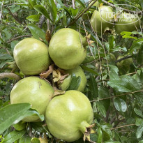 фото из отзыва ID 2681008