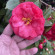 фото из отзыва ID 2681035