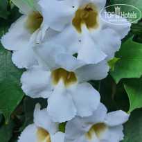 фото из отзыва ID 2681765