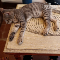 фото из отзыва ID 2682066