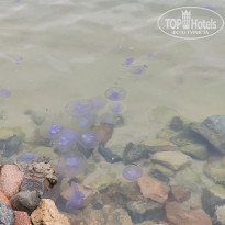 фото из отзыва ID 2682066