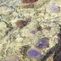 фото из отзыва ID 2682121