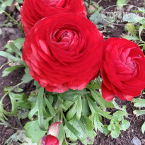фото из отзыва ID 2682310