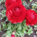 фото из отзыва ID 2682310