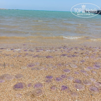 фото из отзыва ID 2684063