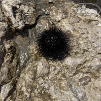 фото из отзыва ID 2685388