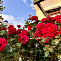 фото из отзыва ID 2685613
