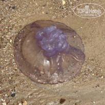 фото из отзыва ID 2686665