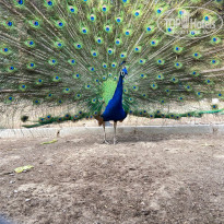 фото из отзыва ID 2687046