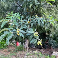 фото из отзыва ID 2687159