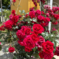 фото из отзыва ID 2689297