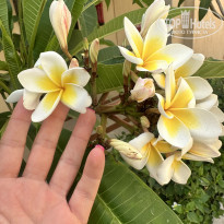 фото из отзыва ID 2689695