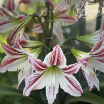 фото из отзыва ID 2690498