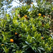 фото из отзыва ID 2691519