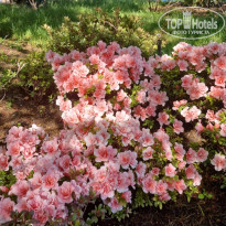 фото из отзыва ID 2691985