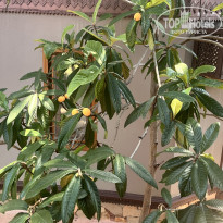 фото из отзыва ID 2694654