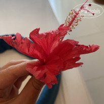 фото из отзыва ID 2694868