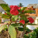 фото из отзыва ID 2696002