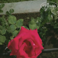 фото из отзыва ID 2697605