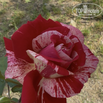 фото из отзыва ID 2698192