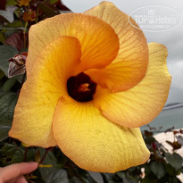 фото из отзыва ID 2698292