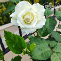 фото из отзыва ID 2698474
