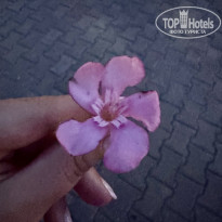фото из отзыва ID 2698810