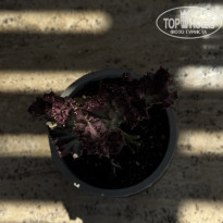 фото из отзыва ID 2699067