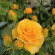 фото из отзыва ID 2699132