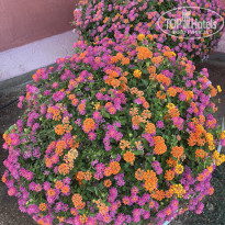 фото из отзыва ID 2699665