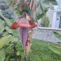 фото из отзыва ID 2699853