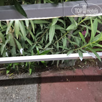 фото из отзыва ID 2699947