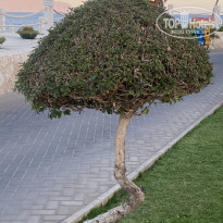фото из отзыва ID 2698290